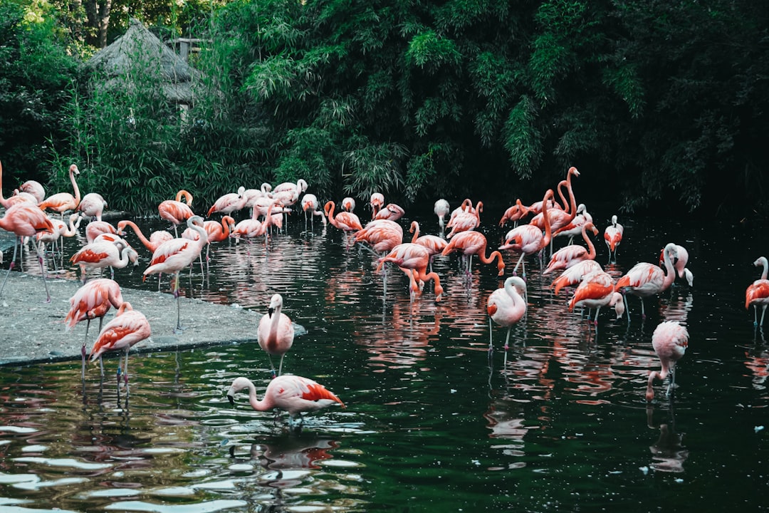 flock-of-pink-flamingo-t-mhuoxdteg